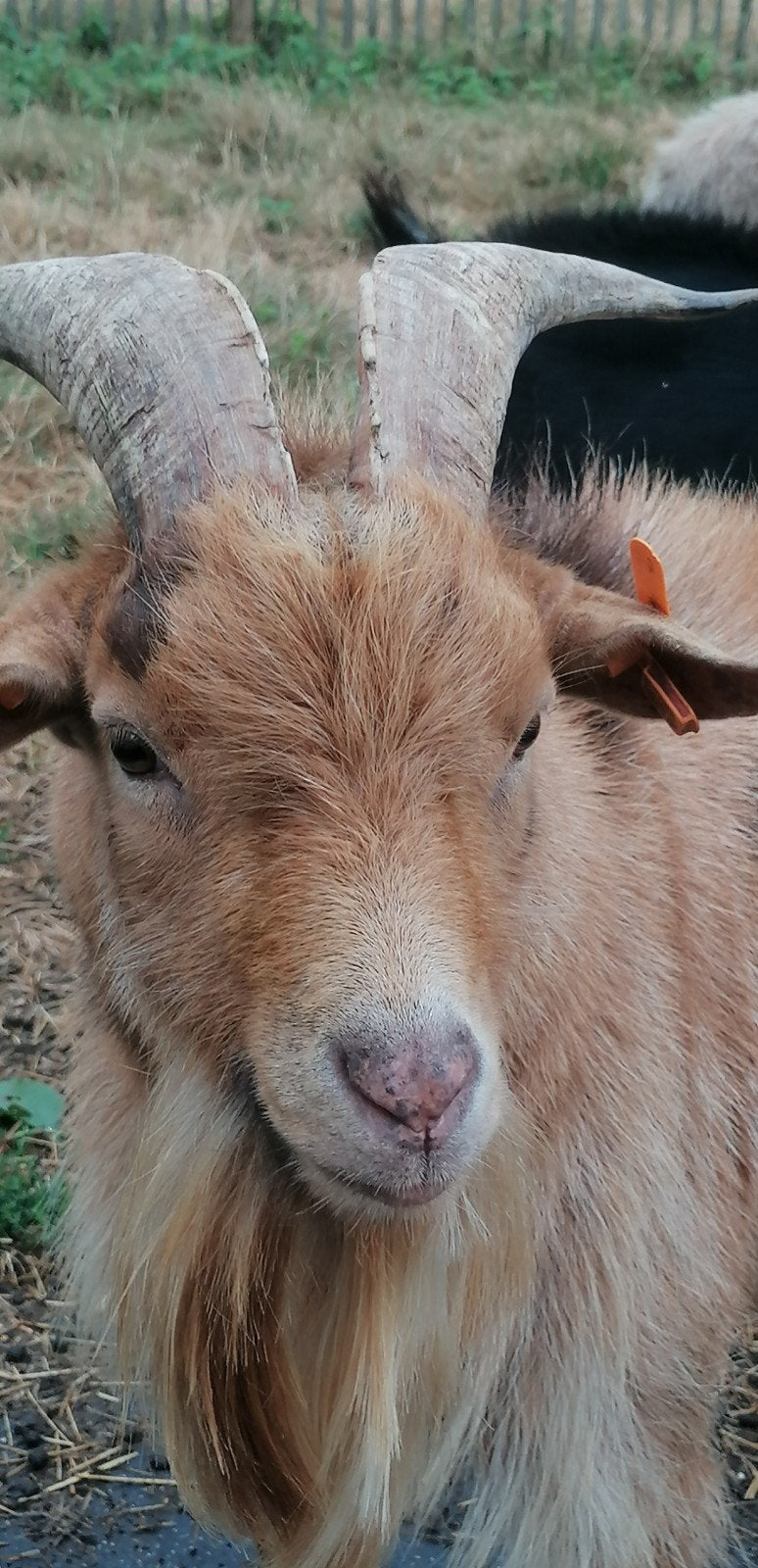 1 Maanvlek geitenbok, Dieren en Toebehoren, Mannelijk, Geit, 0 tot 2 jaar