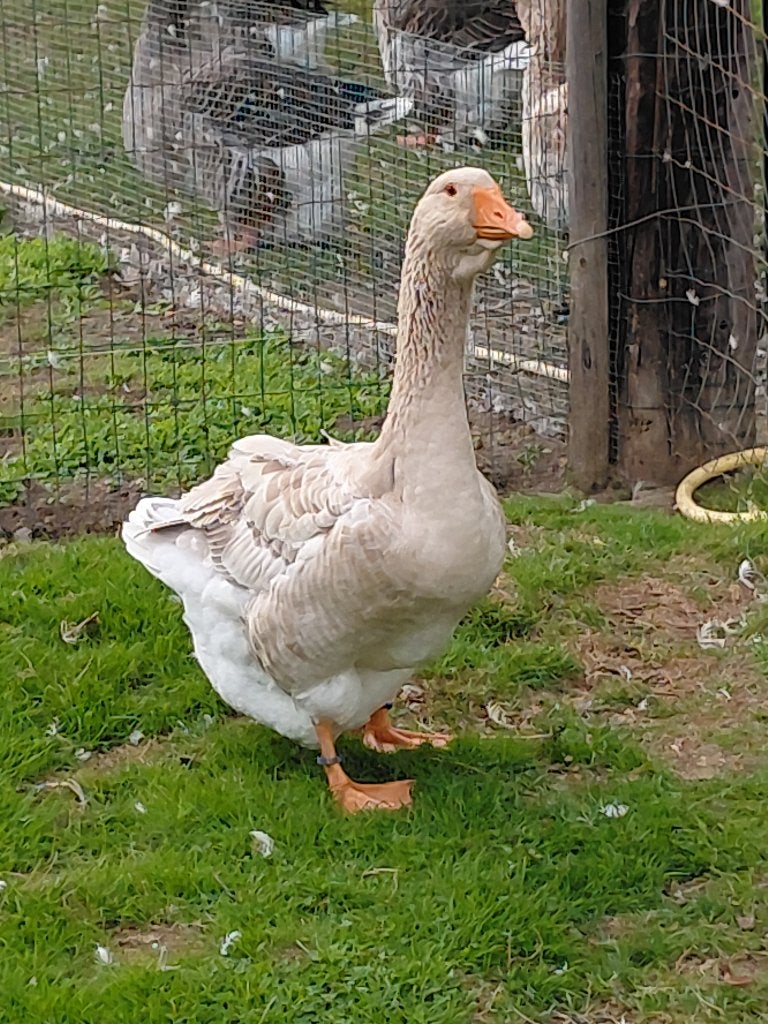 Ganzen, Dieren en Toebehoren, Mannelijk, Tam