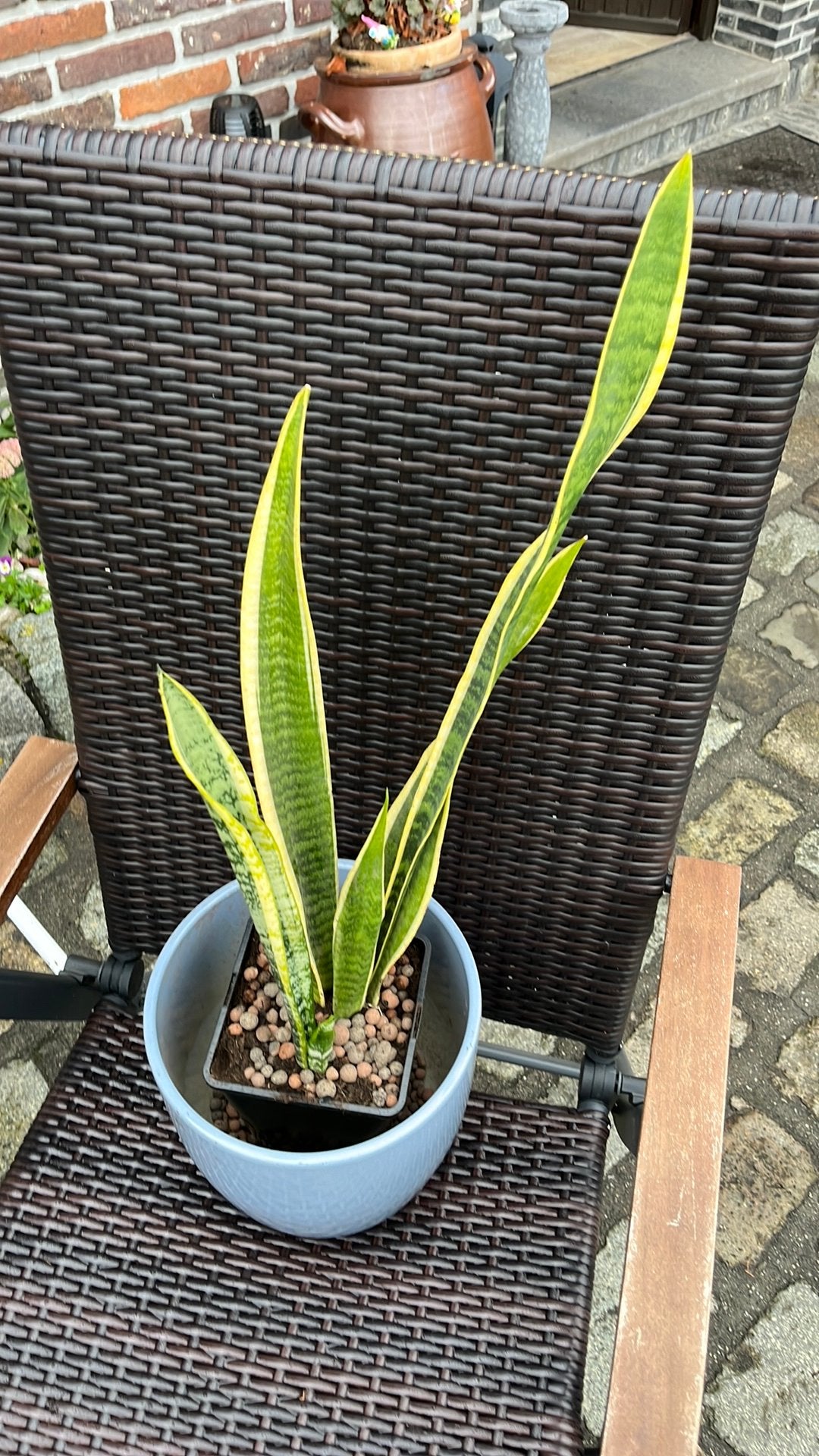 Sanseveria, Tuin en Terras, Ophalen of Verzenden
