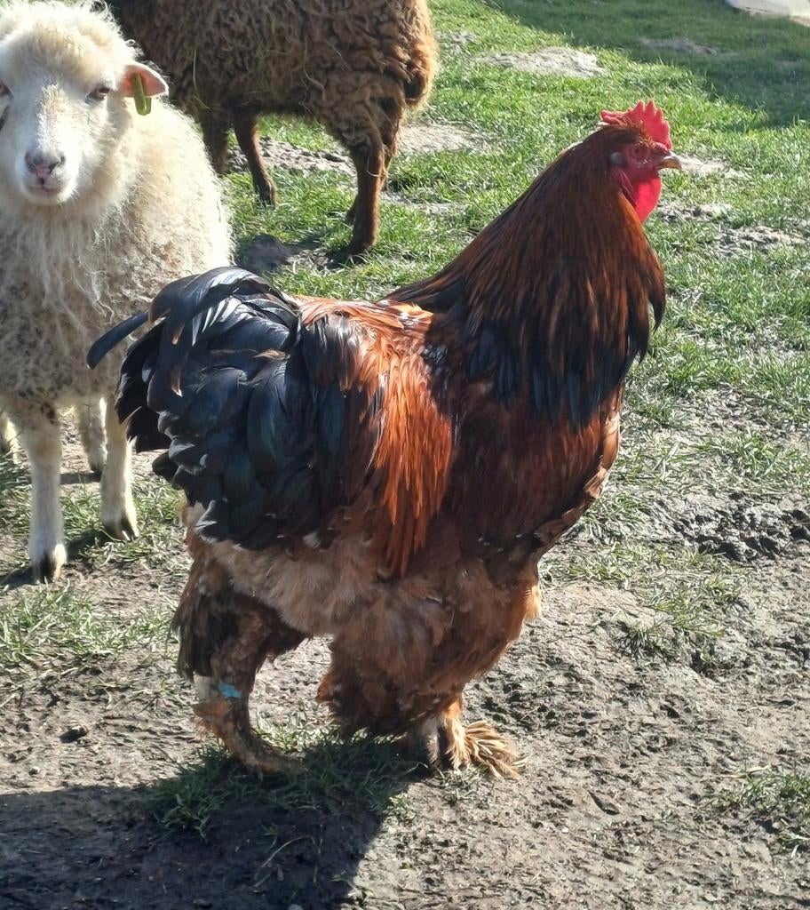 Brahma | Haan, Mâle, Poule ou poulet