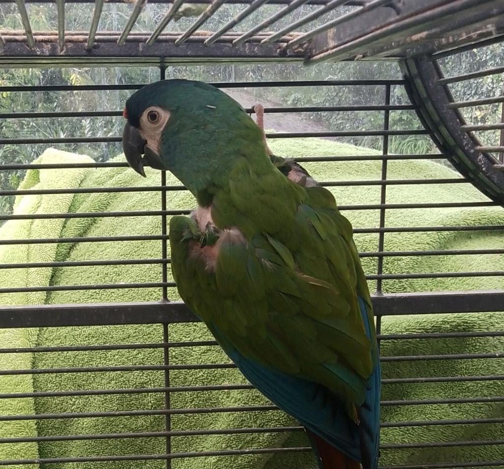 Ara Maracana. Mannelijk. Met CITES., Dieren en Toebehoren, Vogels | Parkieten en Papegaaien, Mannelijk