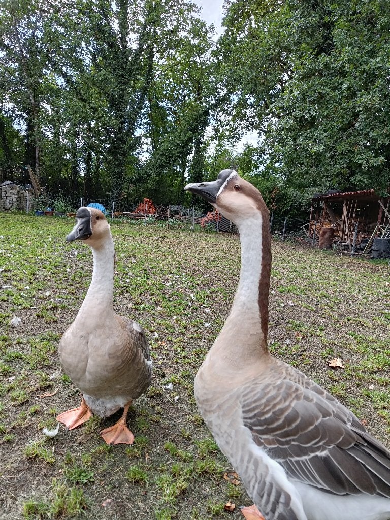 Chinese knobbelganzen, Dieren en Toebehoren