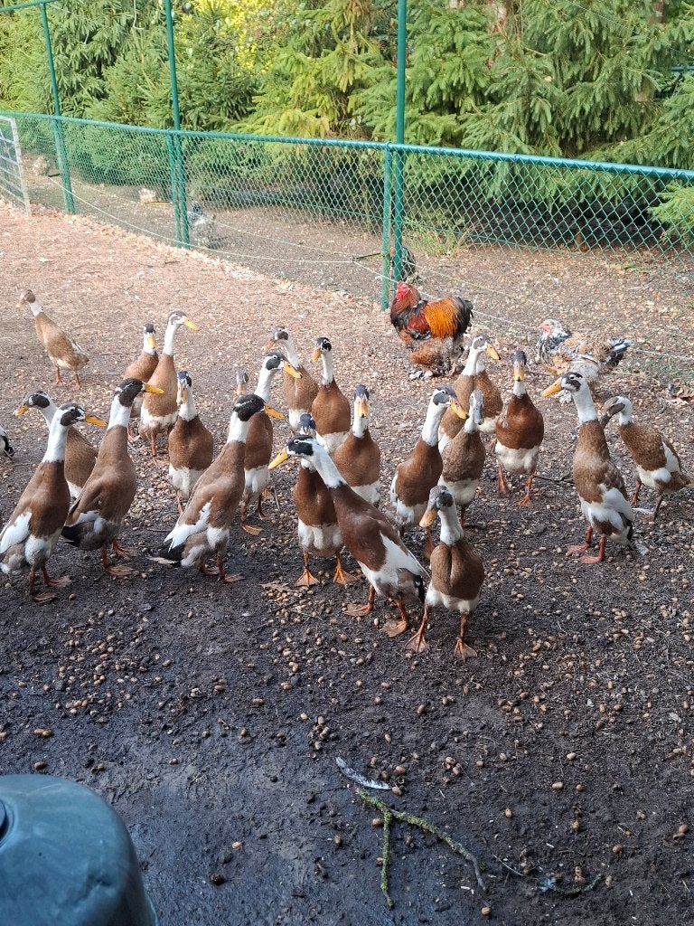 loopeenden reebont, Dieren en Toebehoren, Geslacht onbekend