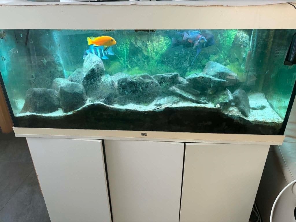 juwel aquarium + vissen, Animaux & Accessoires, Poissons | Aquariums & Accessoires, Utilisé, Couvercle inclus, Accessoires inclus