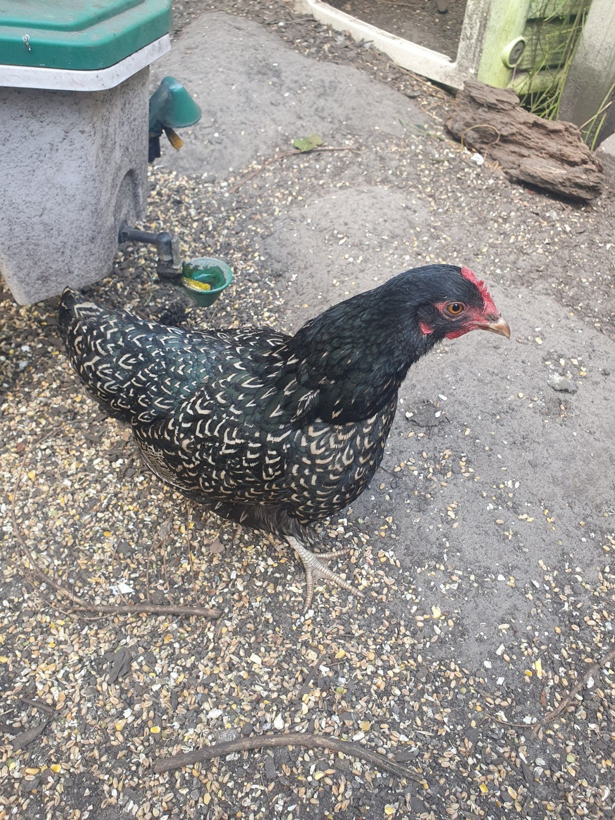 2 barnevelder kriel hennen, Femelle, Poule ou poulet