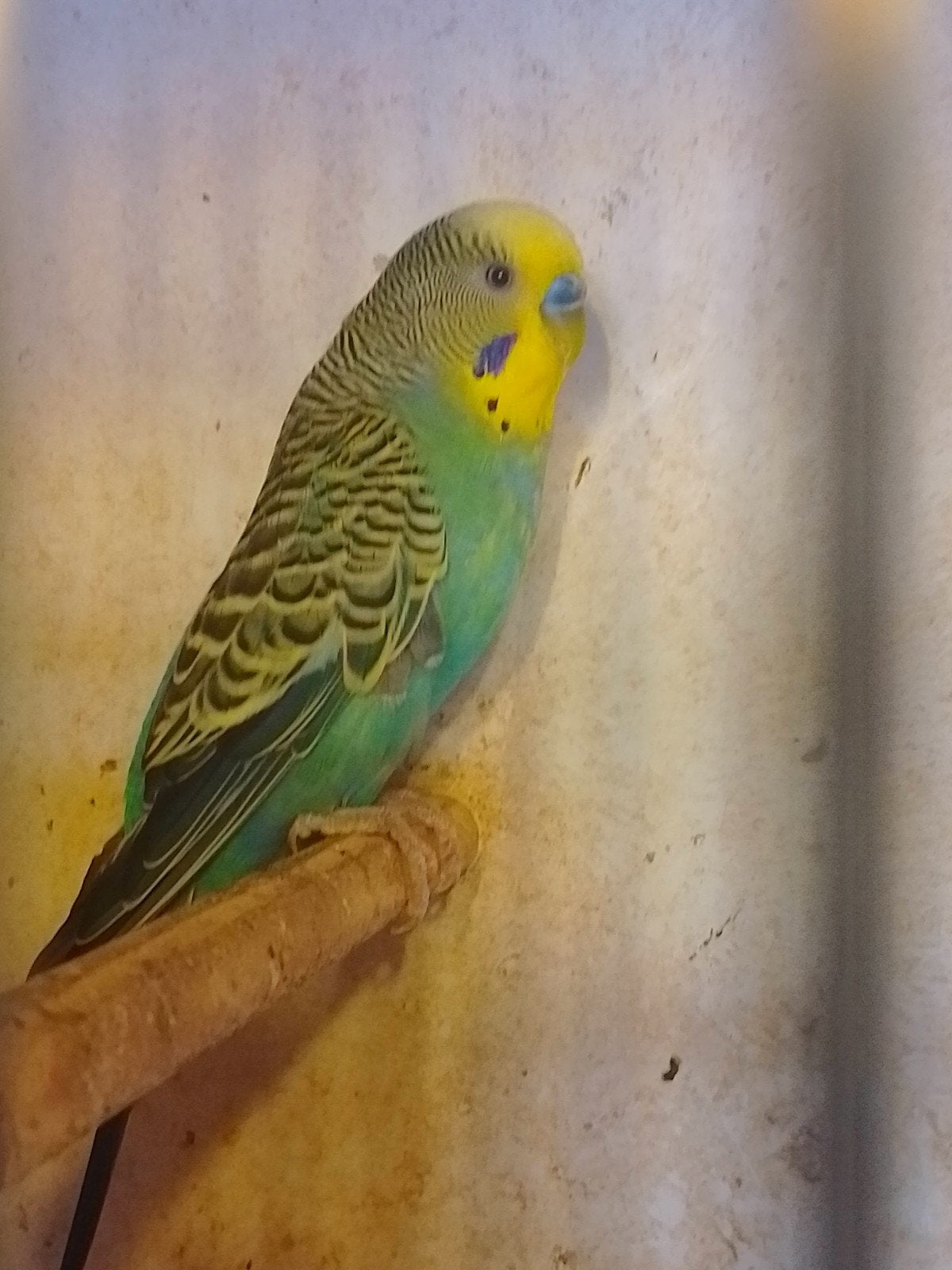 VERSCHILLENDE KLEUREN JONGE KWEEKRIJPE GRASPARKIETJES, Meerdere dieren, Parkiet, Tam
