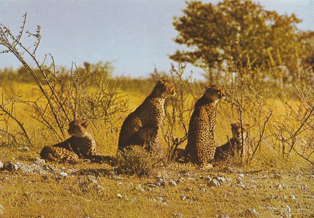 JACHTLUIPAARDEN, Verzamelen, Postkaarten | Dieren, Verzenden, Gelopen, Wild dier