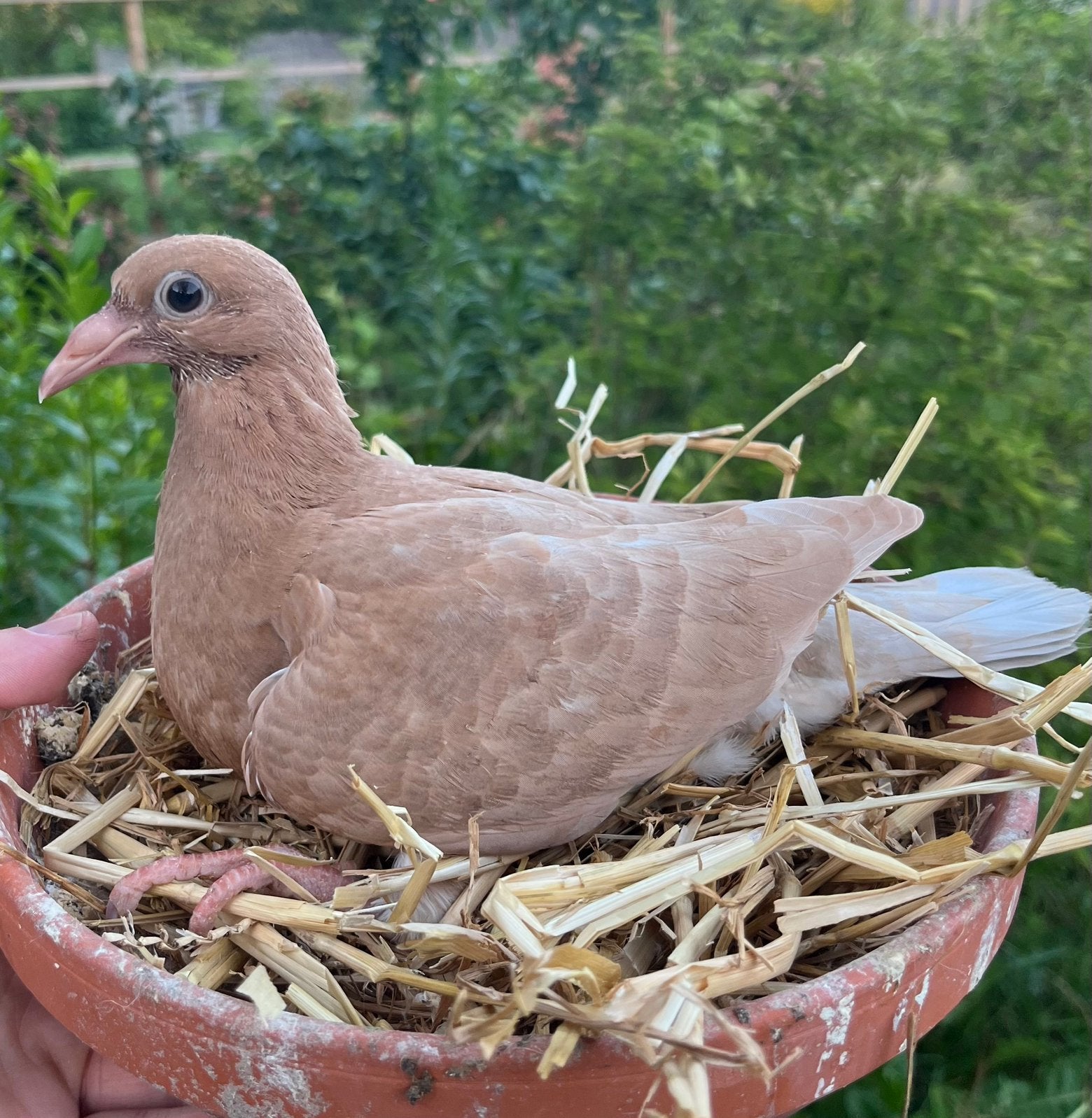 4 jonge kleurpostduiven, Dieren en Toebehoren, Geslacht onbekend, Postduif