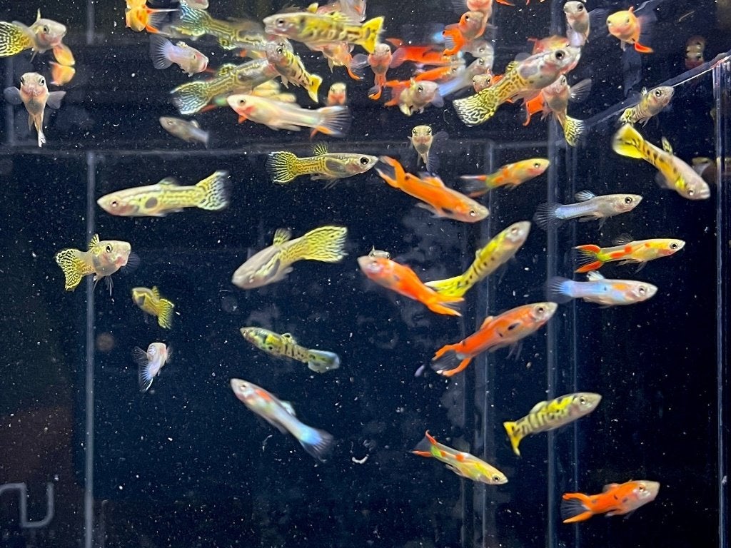 guppy endler, Poisson, Poisson d'eau douce