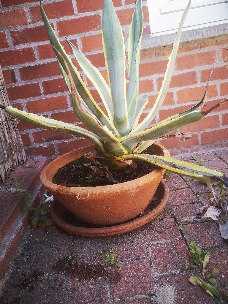 Cactus in bloempot van 40 cm, Tuin en Terras, Bloempotten, Ophalen