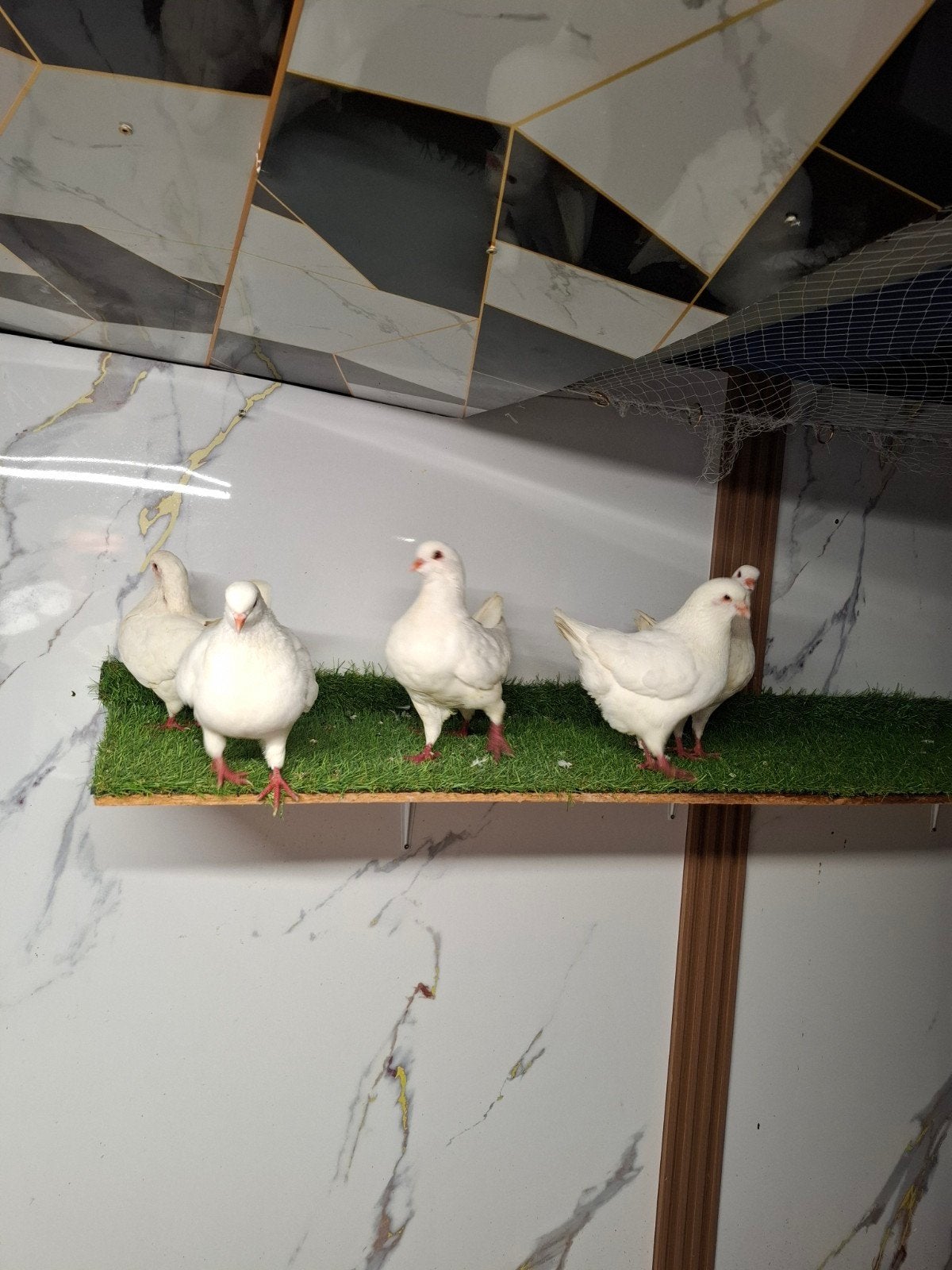 te koop mooi 2 kopple 1 doffer, Dieren en Toebehoren
