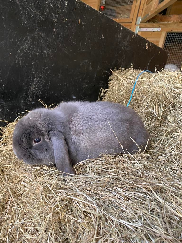 Minilop & nhd mannetjes, Dieren en Toebehoren