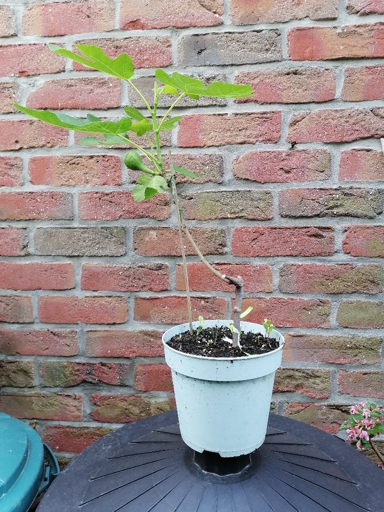 Figuier, Jardin & Terrasse, Enlèvement, 250 à 400 cm, En pot, Figuier