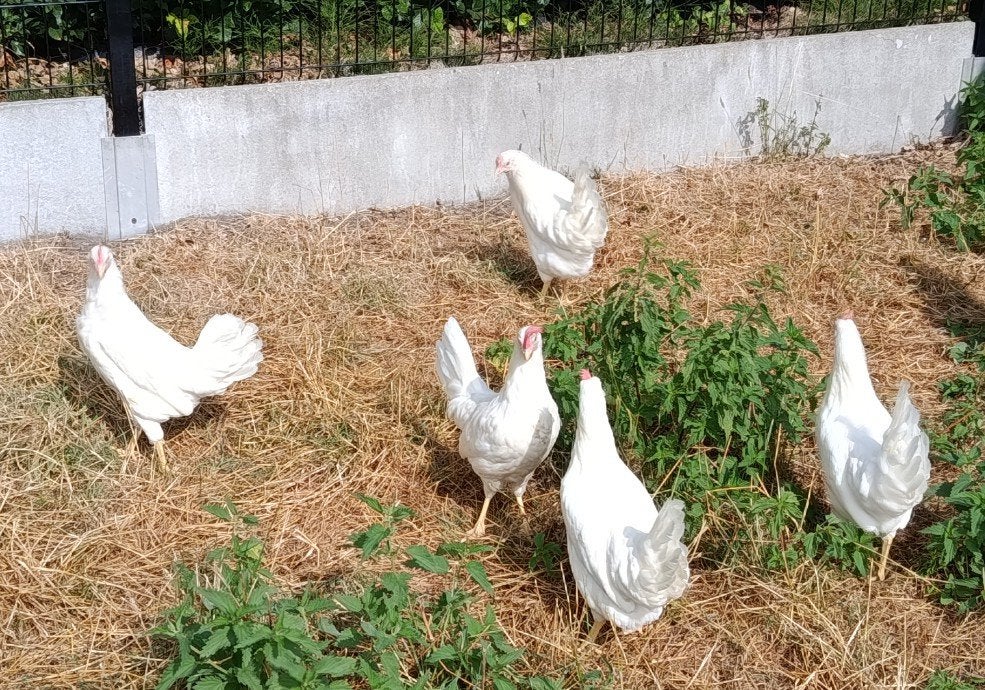 2 jonge leghorns hennetjes, Poule ou poulet