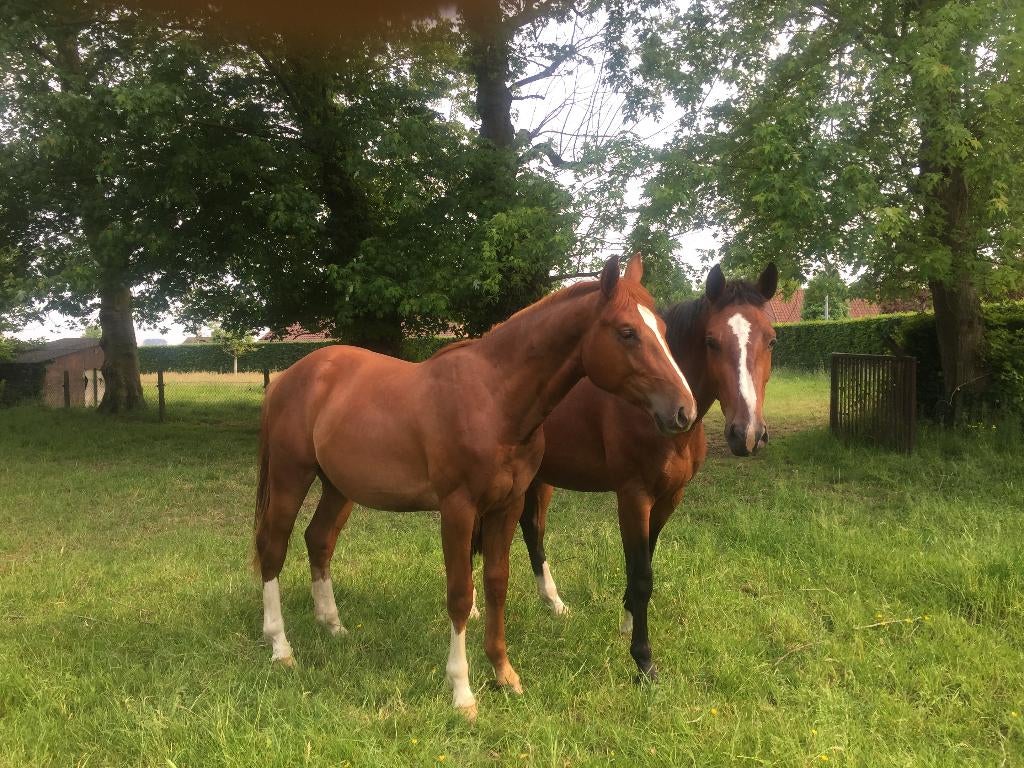 paard, Dieren en Toebehoren, Paarden, Springpaard, Met stamboom, Ruin, Niet van toepassing