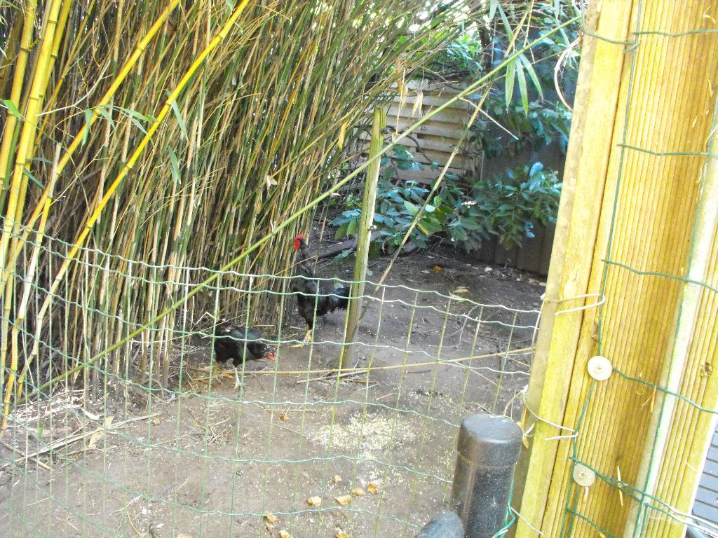 coq shamo noir avec 3 poules, Plusieurs animaux, Poule ou poulet