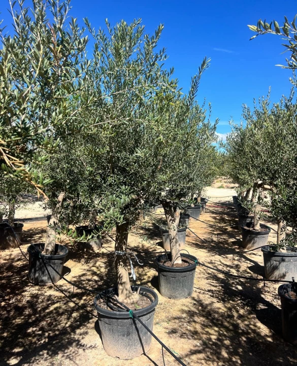 ‼️olijfbomen olea europaea aan stuntprijzen ‼️, Ophalen