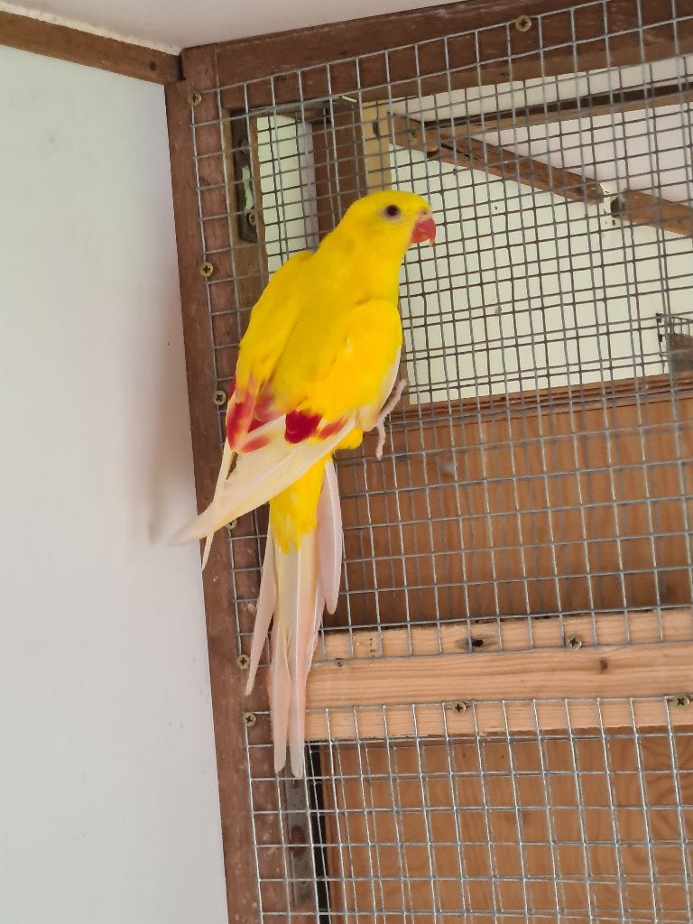 A DEMANDÉ : Mountain Parakeet Lutino, Animaux & Accessoires, Femelle, Perruche, Bagué