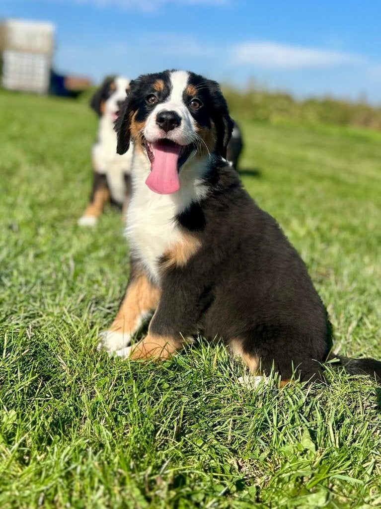 Mooie Berner Sennen x aussie pups, Maladie de Carré (chiens), Autres races, Plusieurs, Belgique