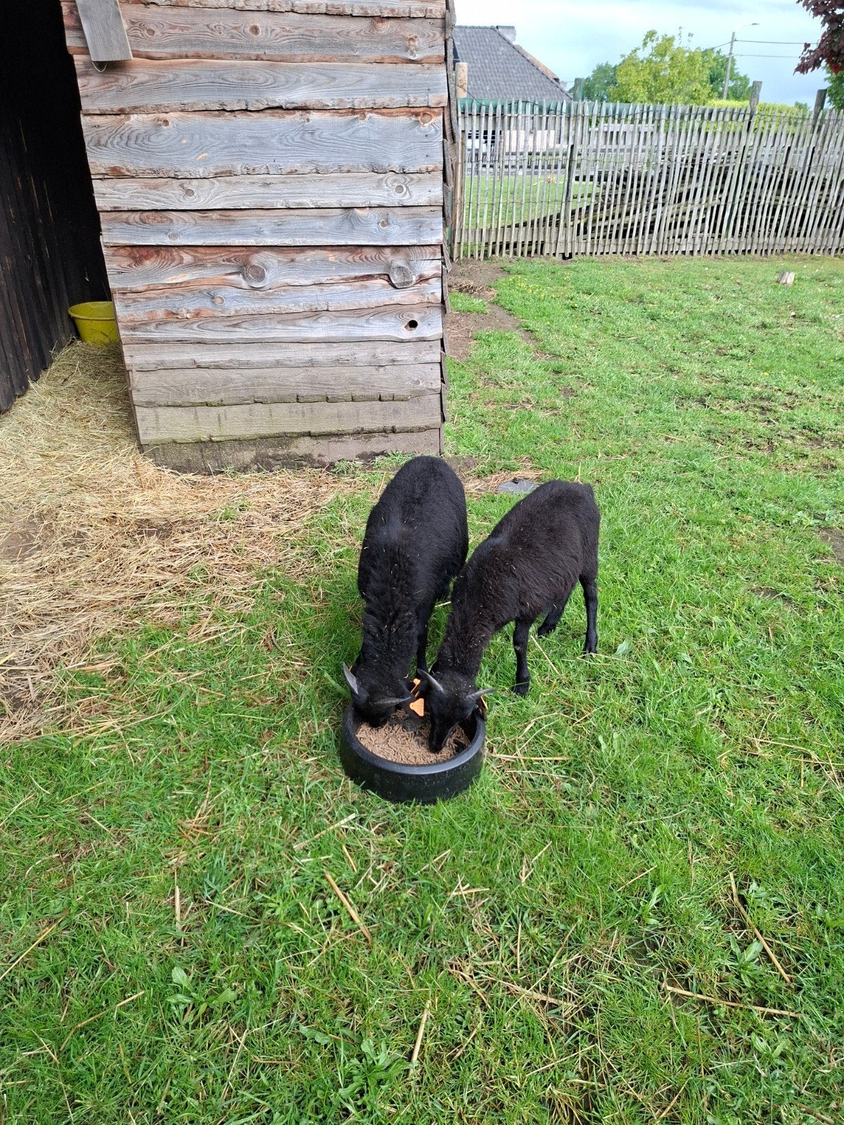 Ram lammetjes