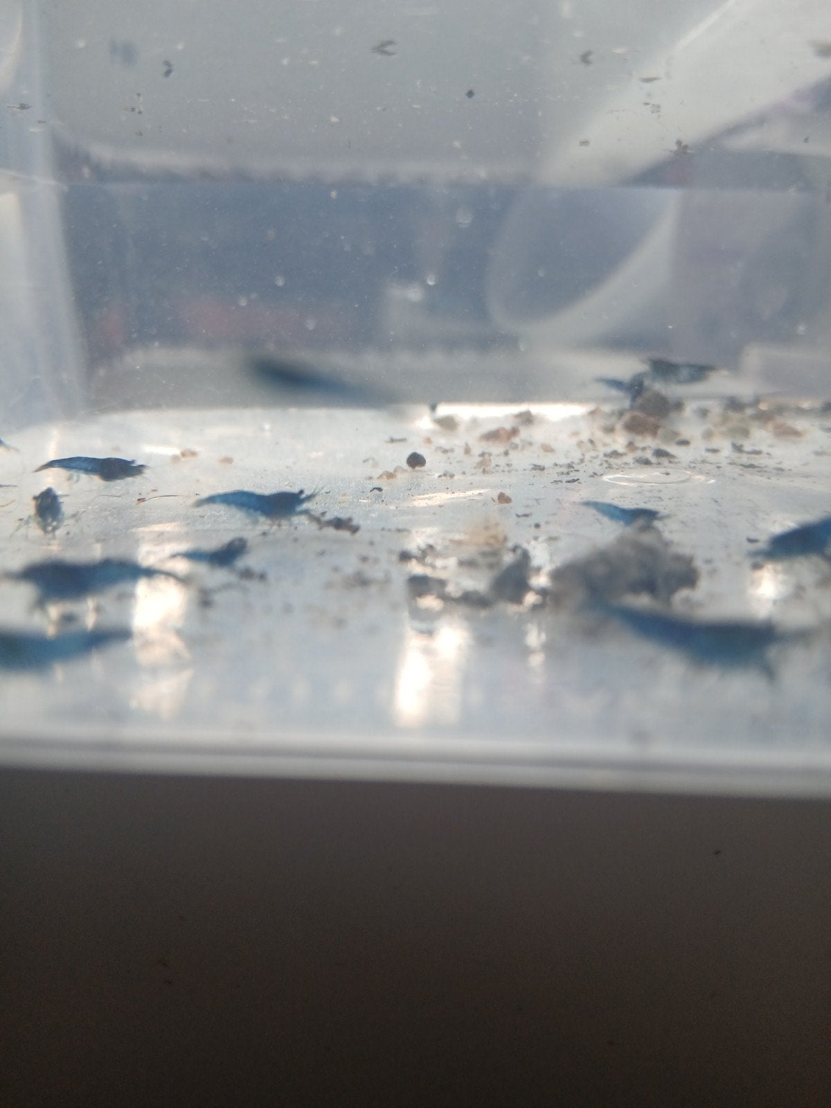 Blue dream garnalen, Dieren en Toebehoren, Kreeft, Krab of Garnaal, Zoetwatervis, Schoolvis