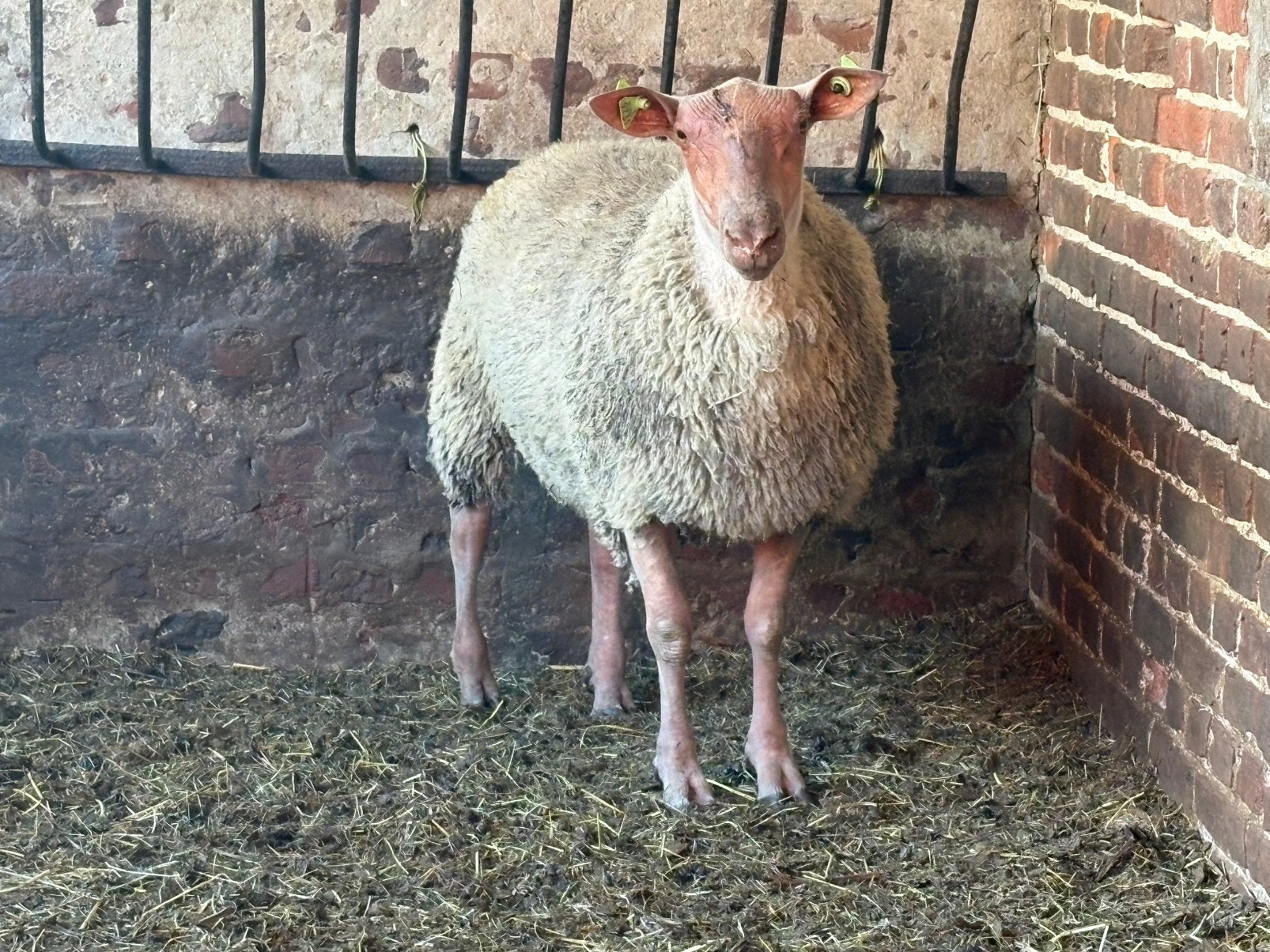 Rouge de l’ouest dekram, Dieren en Toebehoren, Mannelijk, Schaap, 0 tot 2 jaar