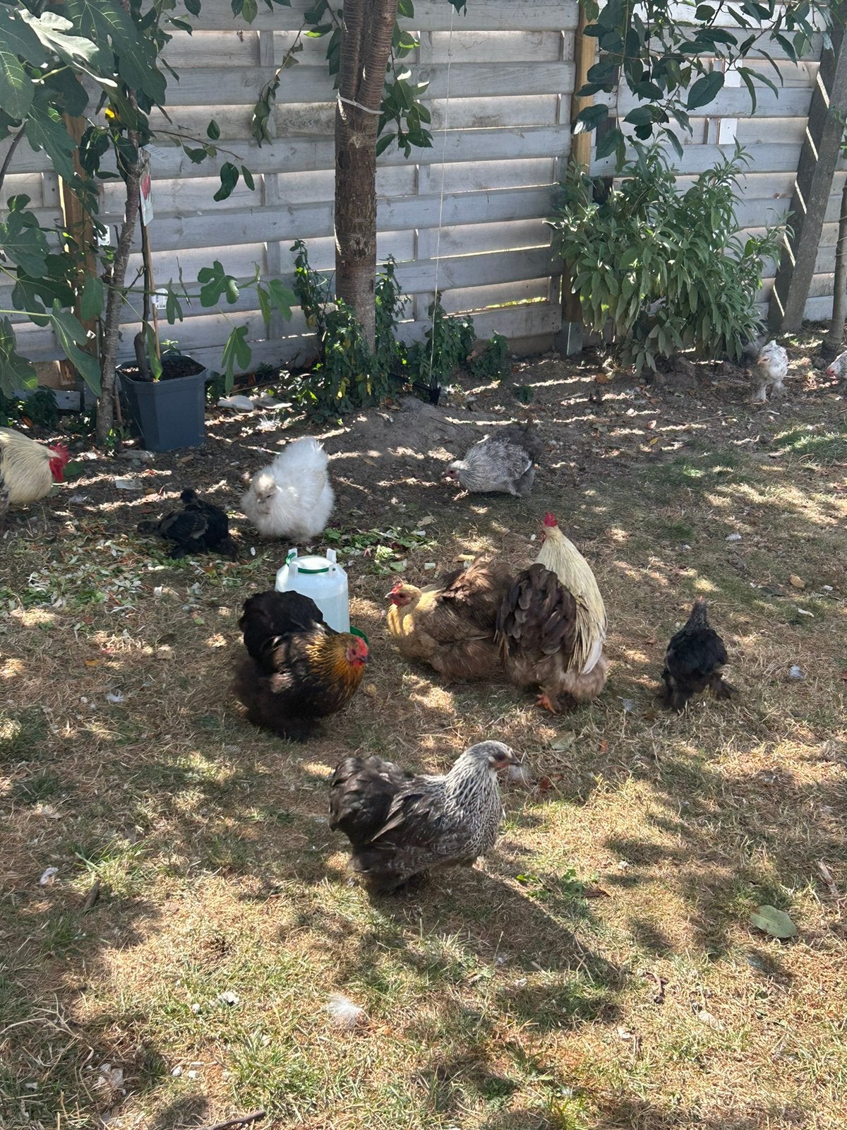 kippen, Dieren en Toebehoren, Pluimvee, Kip