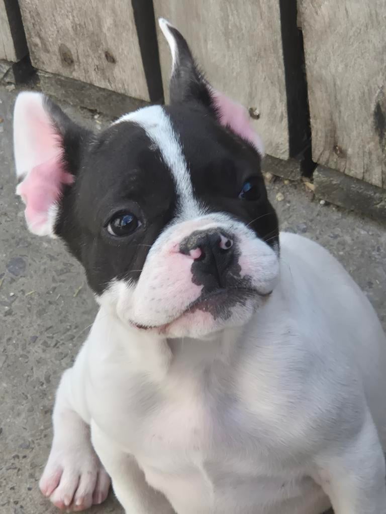 Franse Bulldog pup, Dieren en Toebehoren, Honden | Bulldogs, Pinschers en Molossers, Parvo, België, Fokker | Hobbymatig, 8 tot 15 weken
