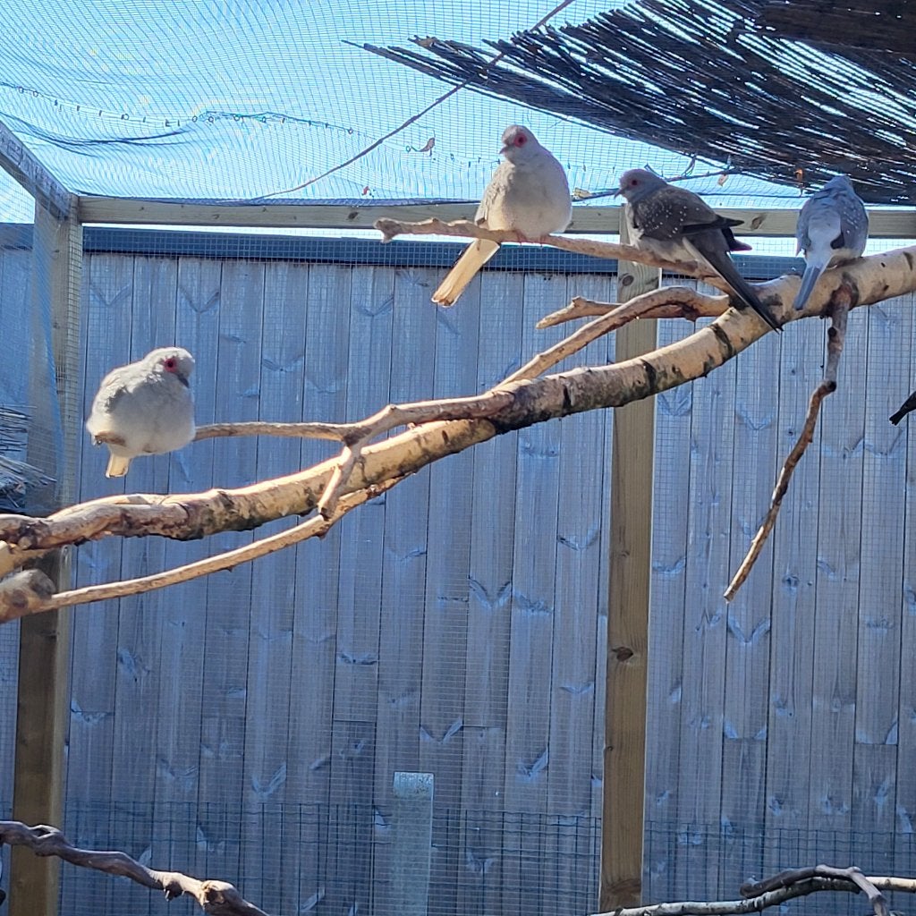 Diamantduifjes (mannetjes), Animaux & Accessoires, Oiseaux | Pigeons, Mâle, Autres espèces