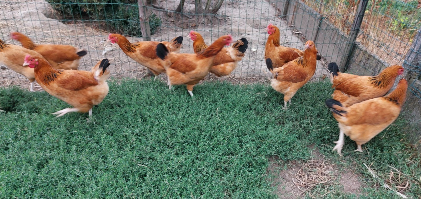 sussex buff legkip, Dieren en Toebehoren, Pluimvee