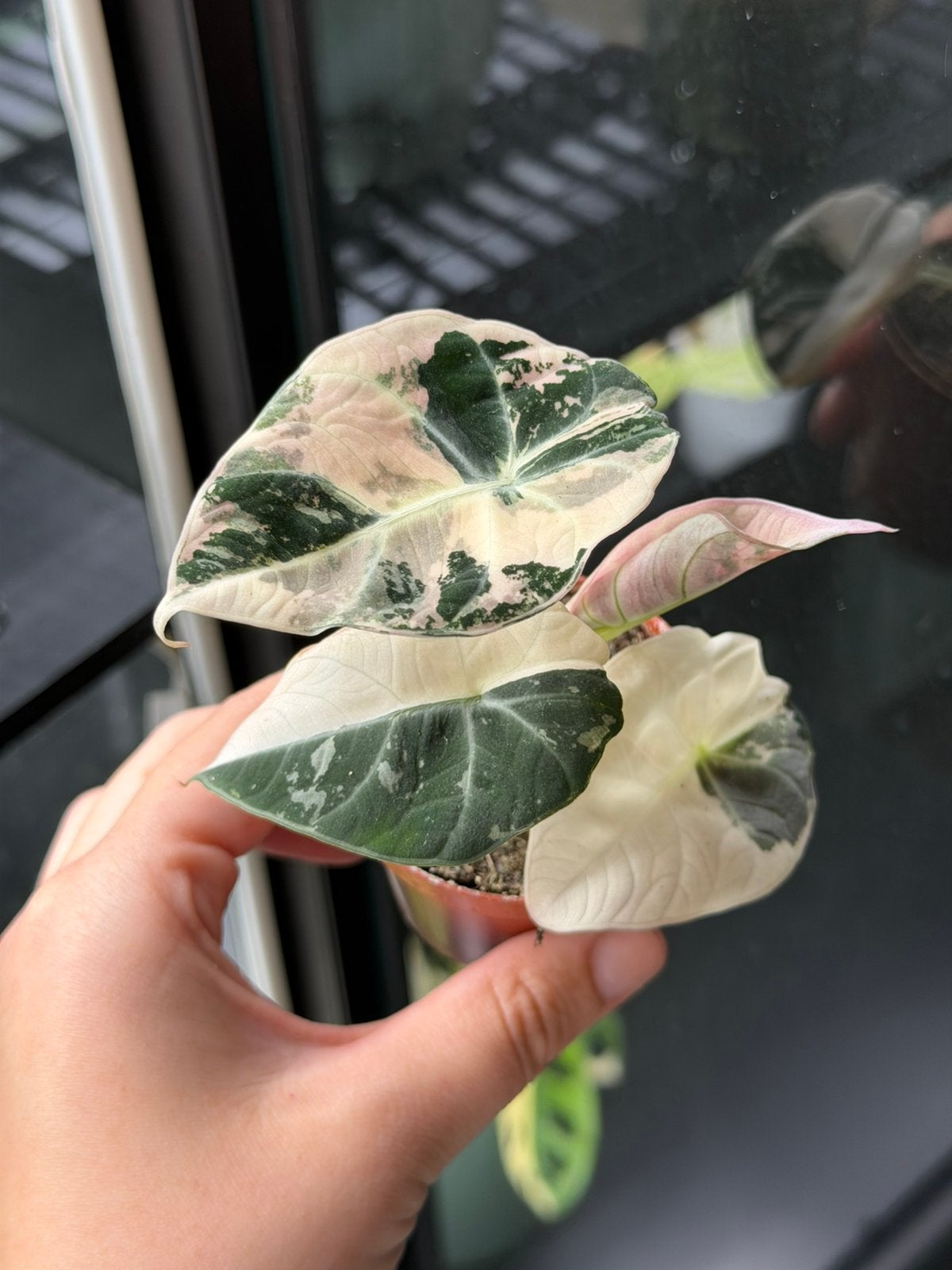 Alocasia noir velours rose, Maison & Meubles, Enlèvement ou Envoi