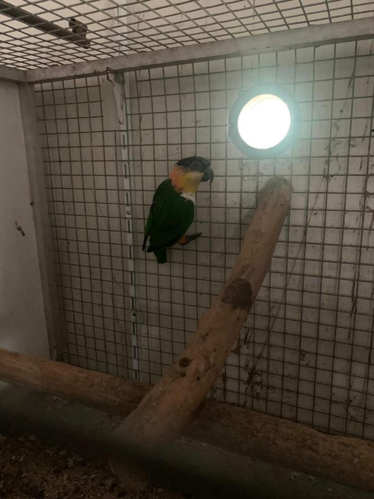 caique zwartkop man, Dieren en Toebehoren