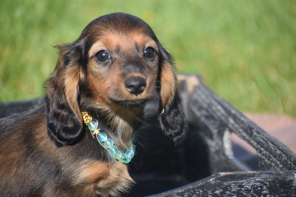 Teckel mini langhaar pups ouders aanwezig, Dieren en Toebehoren, Honden | Teckels en Dashonden, België, 8 tot 15 weken, Dwerg