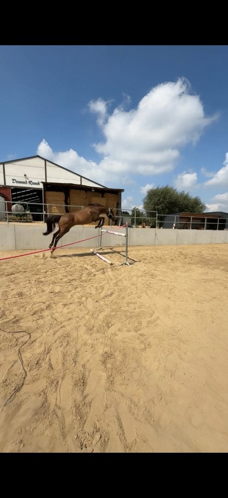 Halve stal, Dieren en Toebehoren, Paarden, Merrie, Springpaard, Met stamboom, Zadelmak