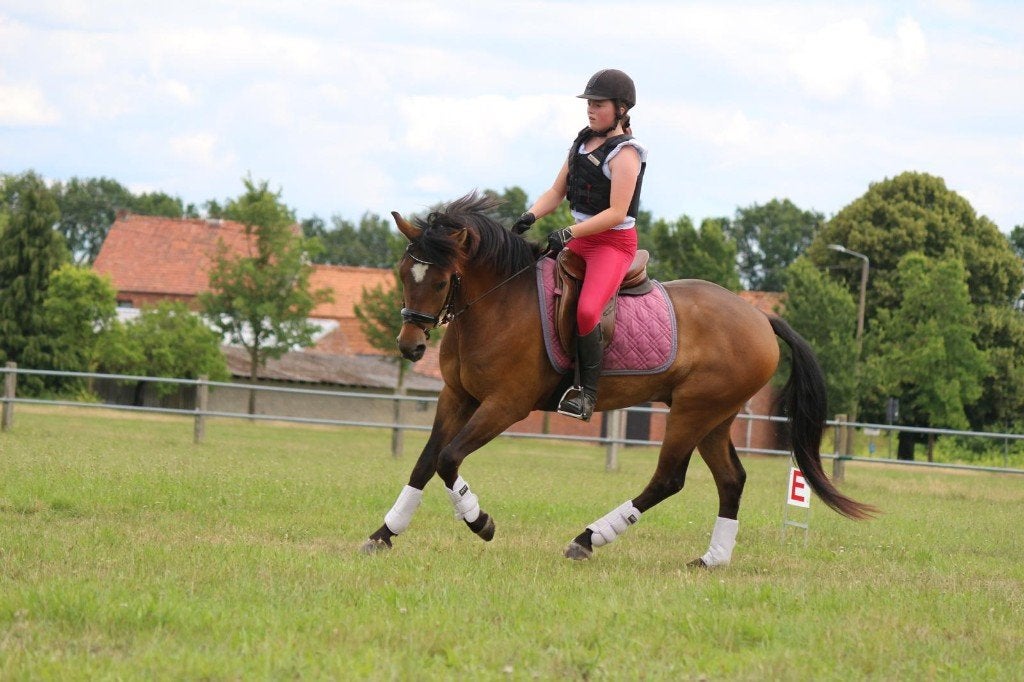 Lieve D-pony van 10 jaar, Dieren en Toebehoren, Minder dan 160 cm, Met stamboom, Ruin, Dressuurpaard