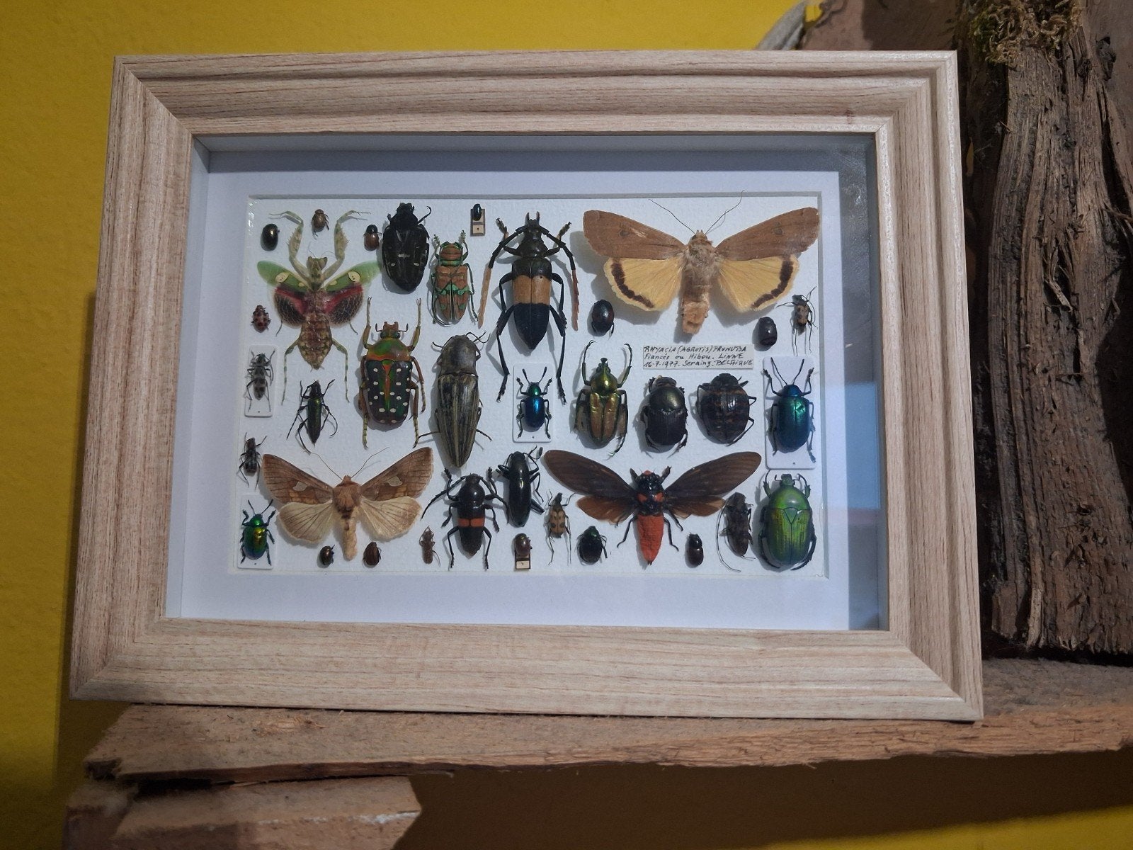 pele mele entomologique 15x20cm insecte collection decoratio, Enlèvement ou Envoi