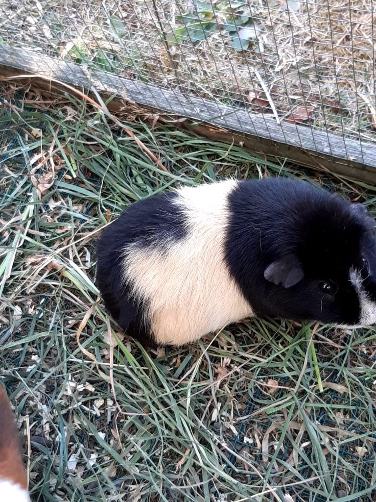 Cavia's, Animaux & Accessoires, Rongeurs, Juillet, Mâle, Cobaye