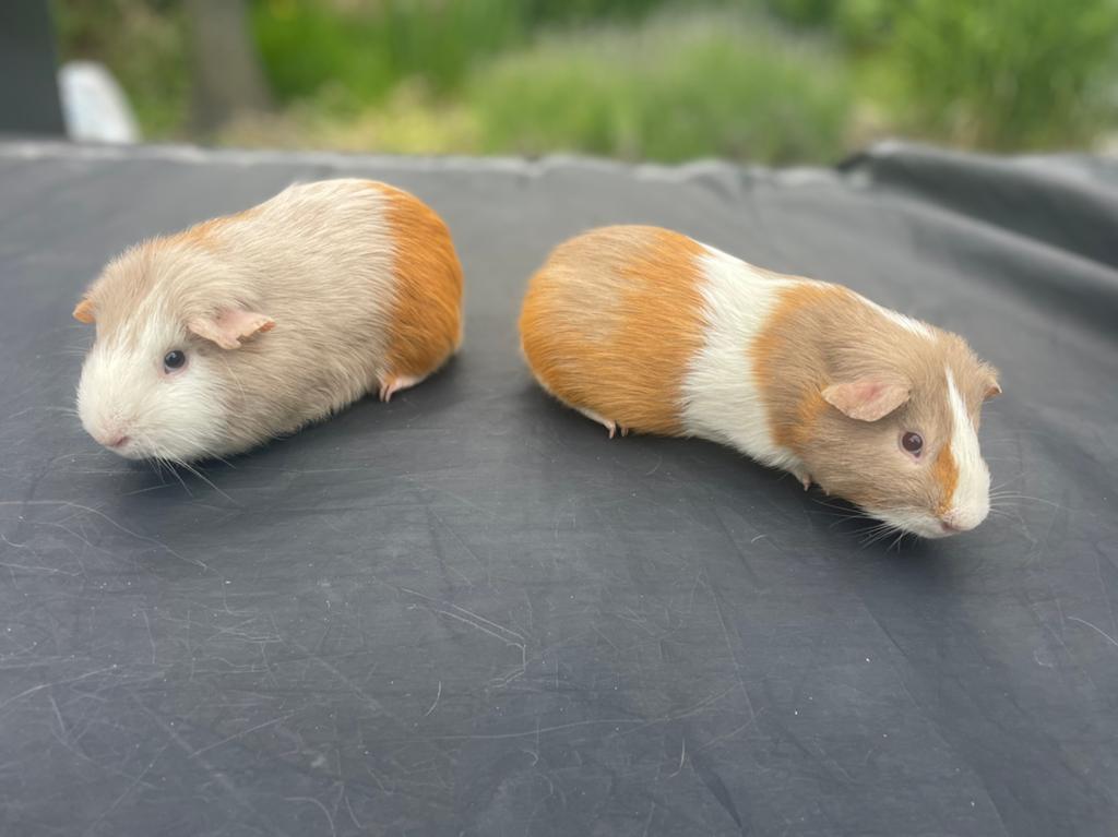 Cavia’s, Cavia, April, Mannelijk, Tam