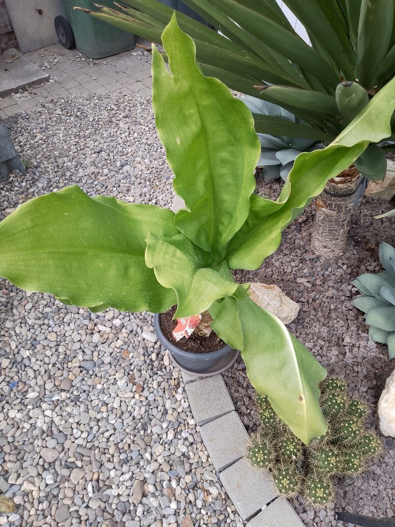 mooie plant, Tuin en Terras, Ophalen