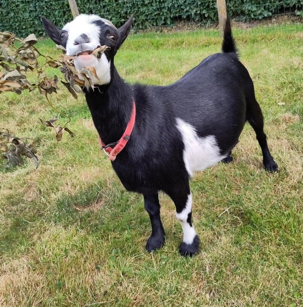 handtam mieke, Dieren en Toebehoren