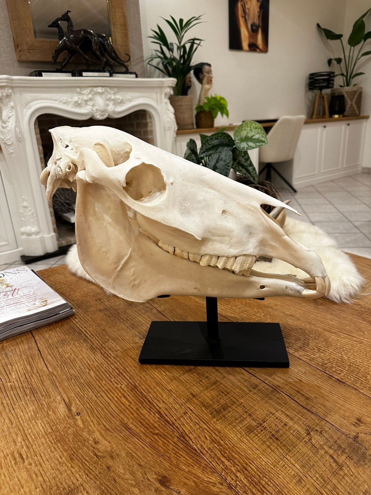 Te koop schedel op smeetijzeren statief paard schedel, Ophalen