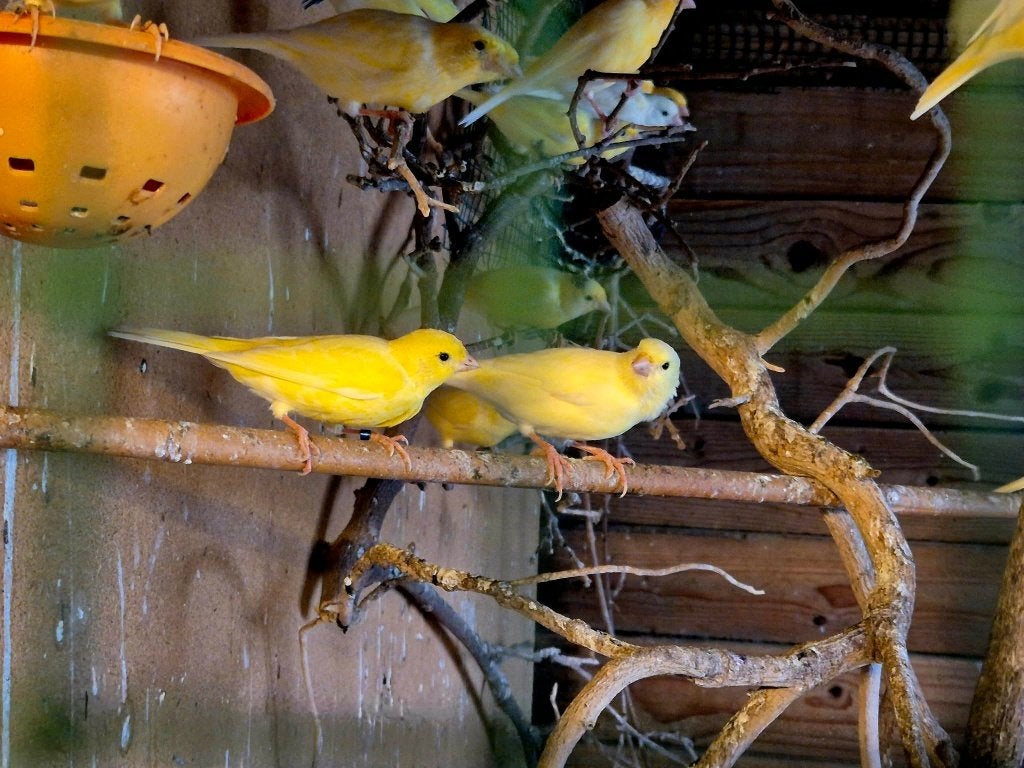 Gele en groene kanaries, Dieren en Toebehoren, Geslacht onbekend, Zangkanarie