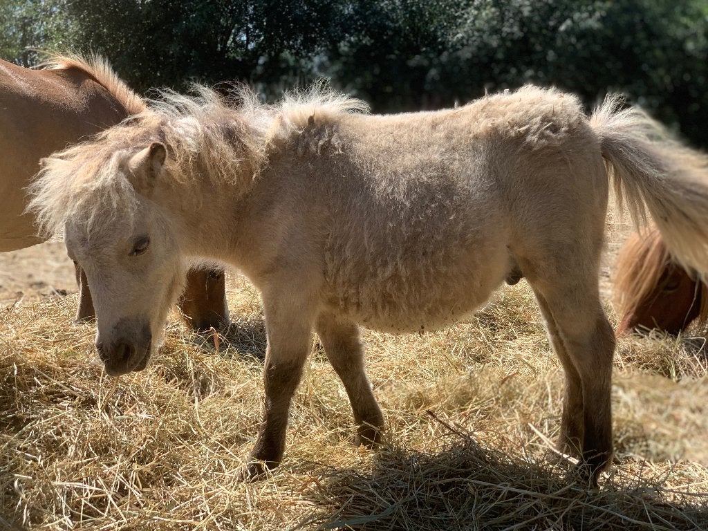 Veulentjes, Étalon, Avec puce électronique