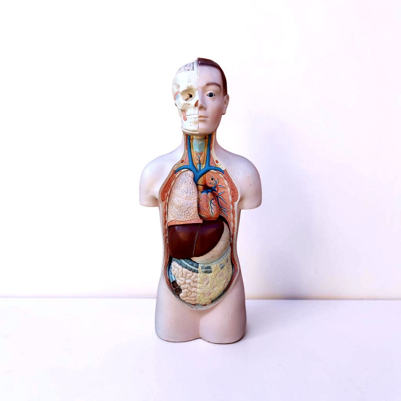 Oud anatomisch model - torso, Ophalen