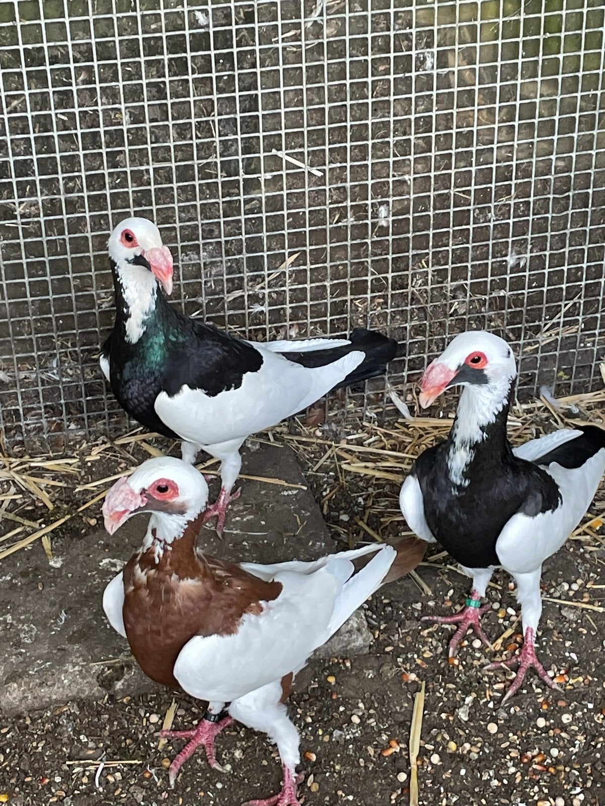 Speciaal Club Wrat- en Kipduiven der Lage Landen, Animaux & Accessoires, Oiseaux | Pigeons, Plusieurs animaux, Autres espèces
