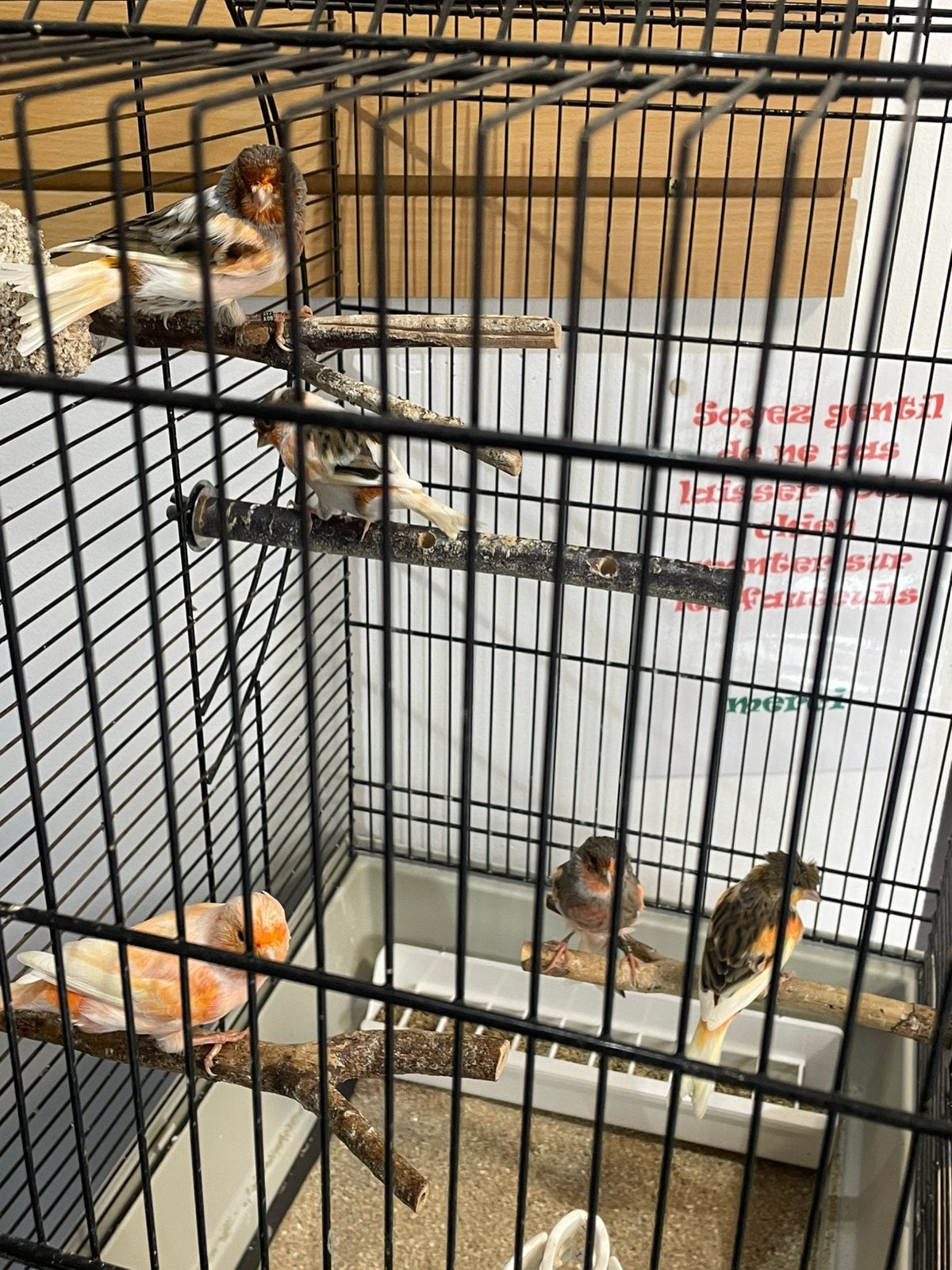 Canari arlequin, Animaux & Accessoires
