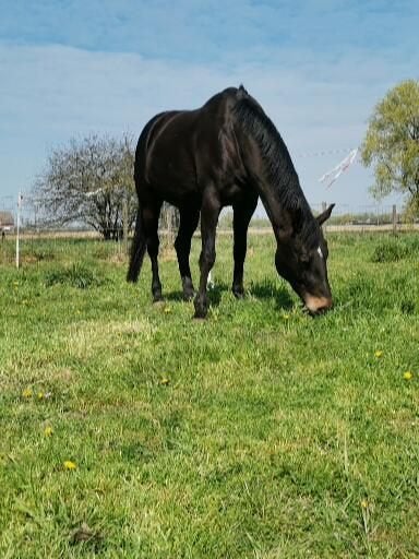 Halve stal aangeboden, Dieren en Toebehoren, Paarden, Merrie, L, 160 tot 165 cm, 11 jaar of ouder, Springpaard, Met stamboom, Gechipt