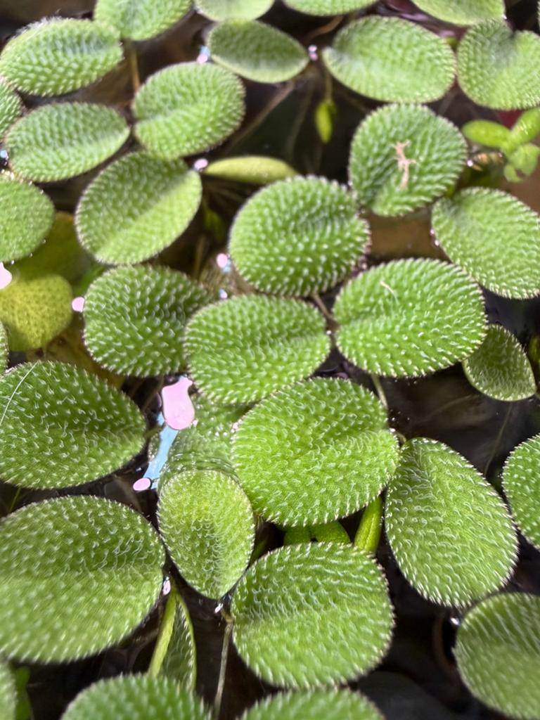 Salvinia minima - drijfplanten, Dieren en Toebehoren, Ophalen, Inclusief planten, Nieuw, Plant(en), Steen of Hout