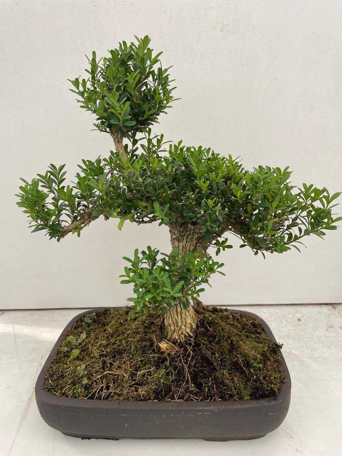 Buxus, Ophalen
