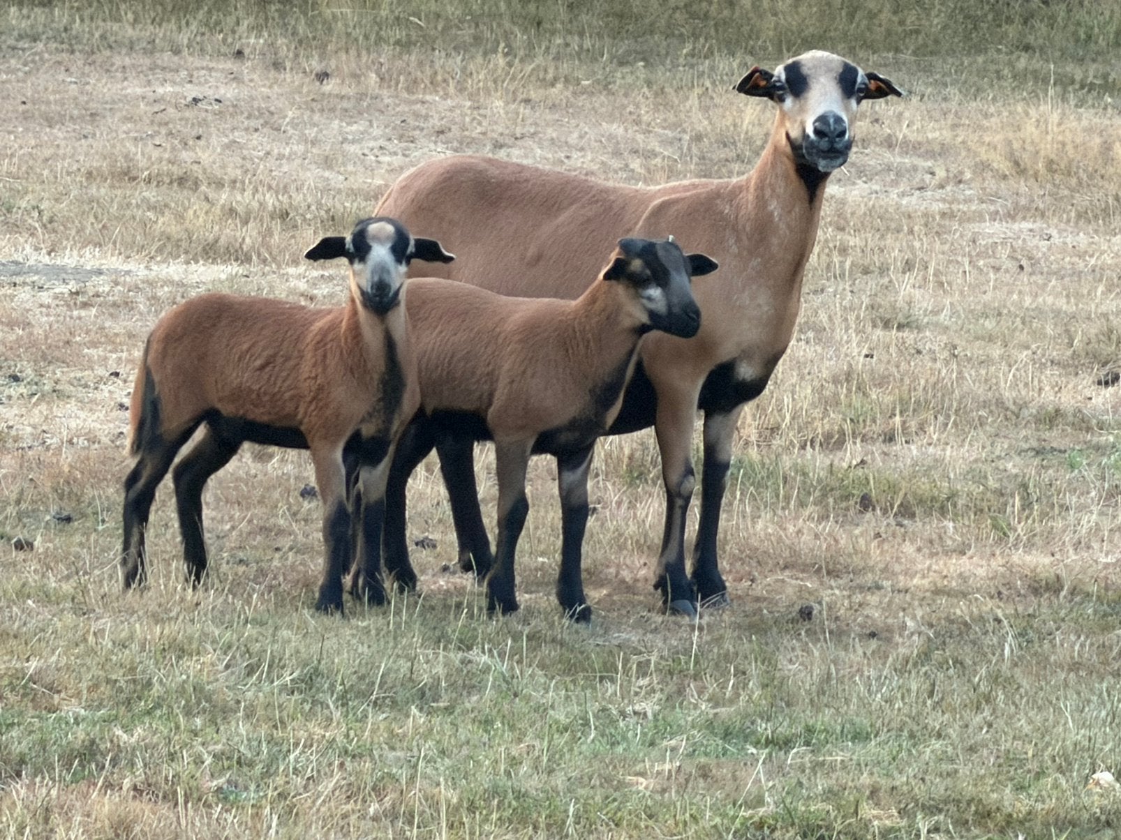 Kameroen Ooi met haar lammetjes, Plusieurs animaux, Mouton